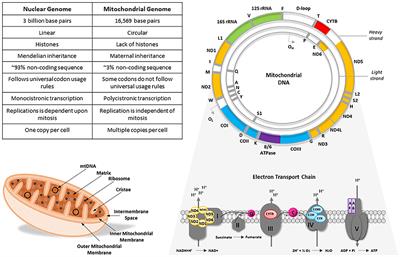 The Role of Mitochondrial DNA Variation in Drug Response: A Systematic Review